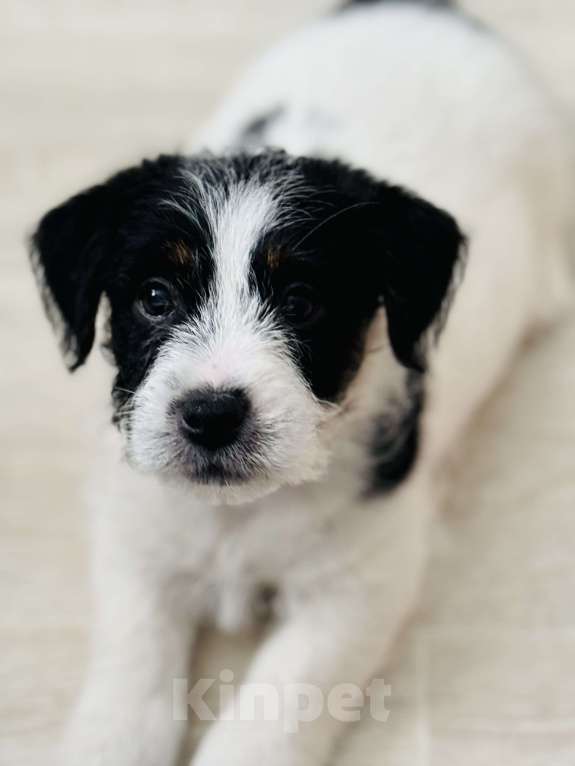 Собаки в Южном-Сахалинске: Щенок Джек-рассел-терьера Мальчик, 60 000 руб. - фото 2