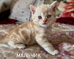 Кошки в Санкт-Петербурге: Британские короткошерстные котята Мальчик, 6 000 руб. - фото 5