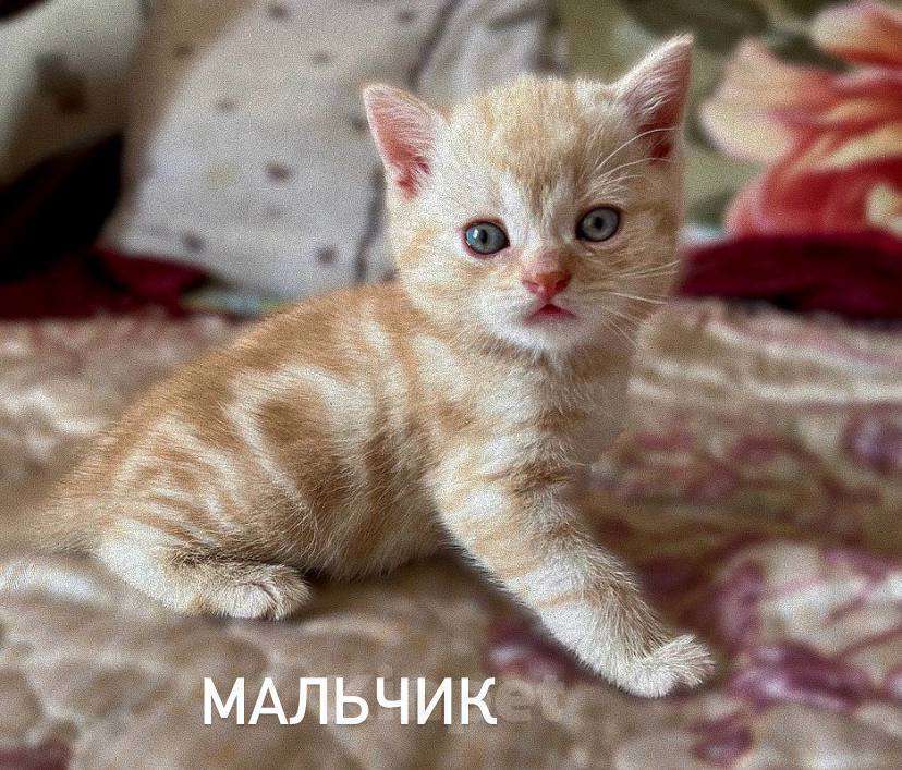 Кошки в Санкт-Петербурге: Британские короткошерстные котята Мальчик, 6 000 руб. - фото 5