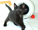 Кошки в Калуге: Три черненьких, веселеньких котенка - Норман, Мартин и Перчик в добрые руки. Мальчик, Бесплатно - фото 8