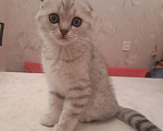 Кошки в Новосибирске: Кот на вязку шотландский вислоухий, 1 500 руб. - фото 9