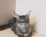 Кошки в Гусиноозерске: Котята мейн-кун, 30 000 руб. - фото 2