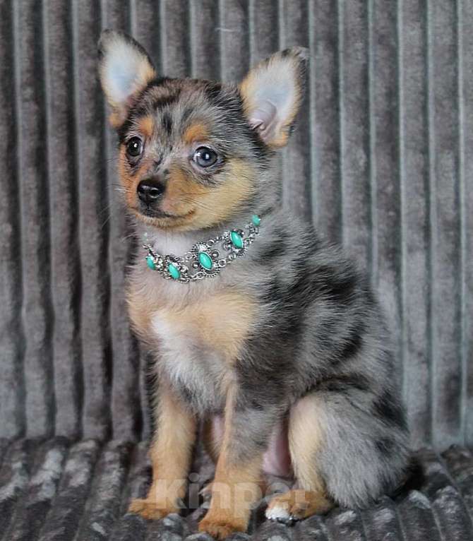 Собаки в Москве: Девочка чихуа помчи Девочка, 20 000 руб. - фото 3
