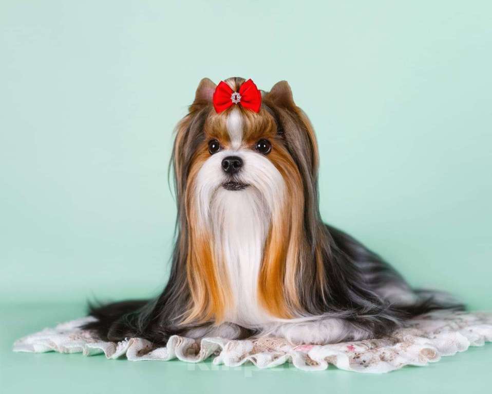 Собаки в Северске: Элитный щенок породы бивер терьер Мальчик, 45 000 руб. - фото 4