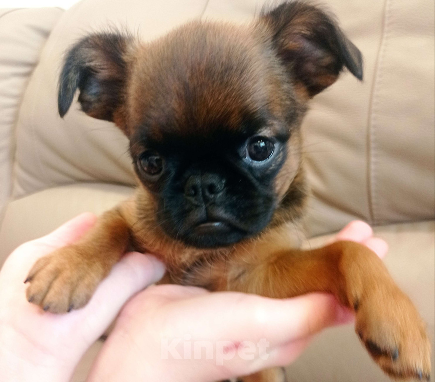 Собаки в Москве: Девочка рыжая  Девочка, 55 000 руб. - фото 5