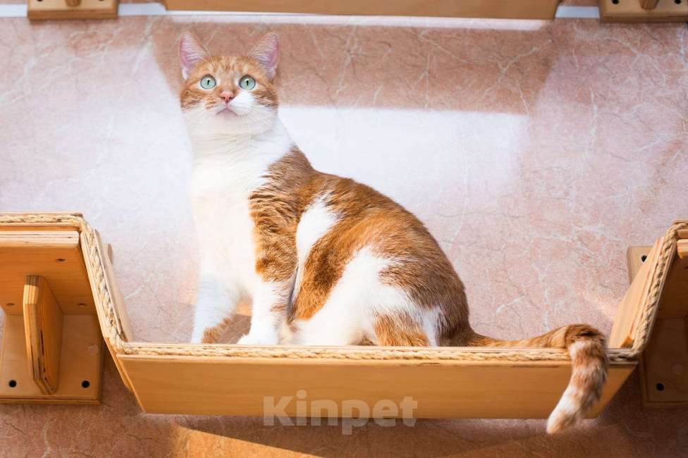 Кошки в Москве: Яркая нежная кошечка Гуля 3 года в приюте  Девочка, Бесплатно - фото 6