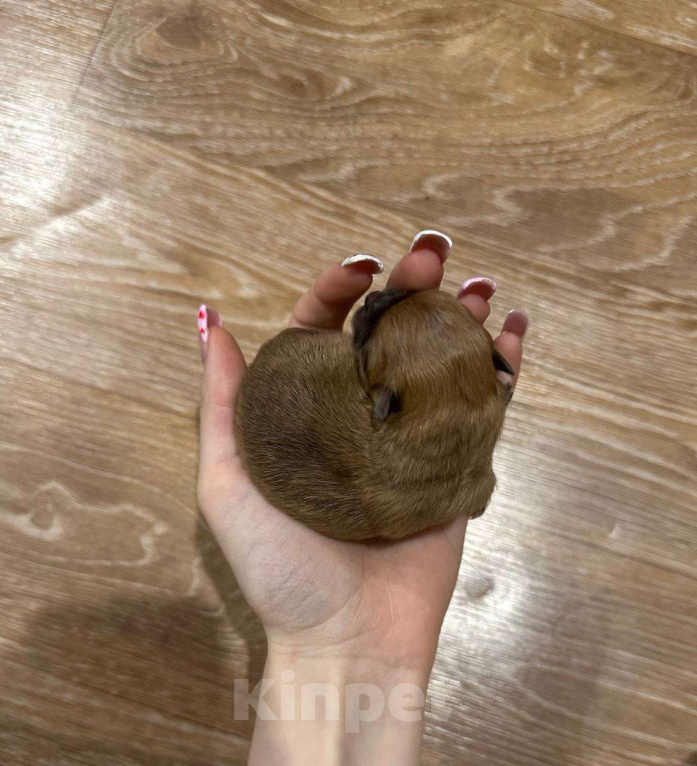 Собаки в Тюмени: Немецкий шпиц щенок девочка Девочка, 40 000 руб. - фото 1