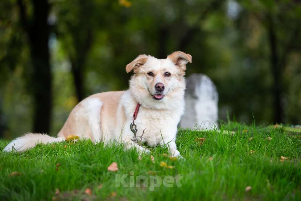 Собаки в Москве: Холли ищет дом Девочка, Бесплатно - фото 9