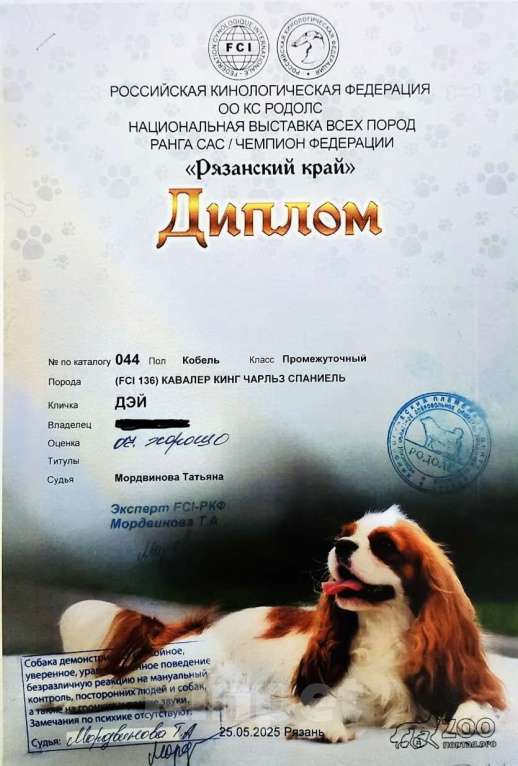 Собаки в Рязани: Мальчик подращенный Кавалер Кинг Чарльз Спаниель  Мальчик, 70 000 руб. - фото 3