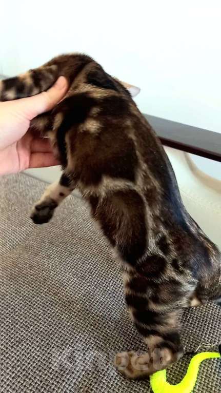 Кошки в Москве: Бенгальский мальчик  Мальчик, 30 000 руб. - фото 2