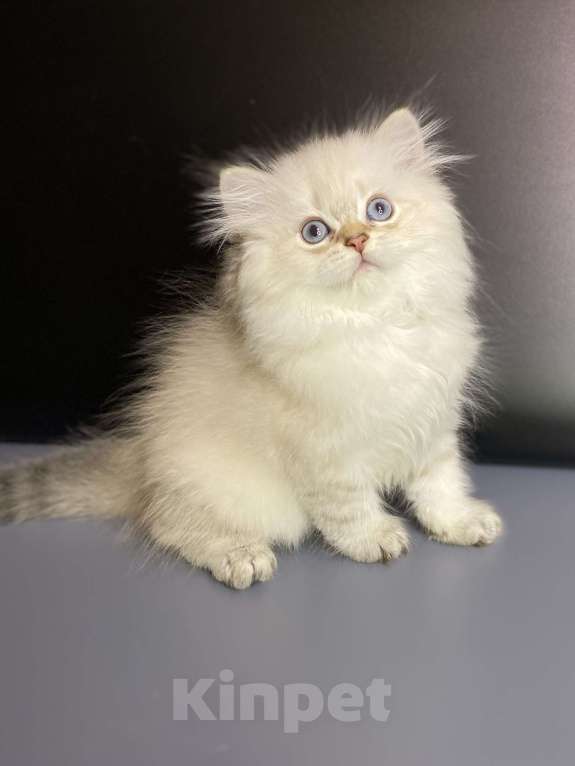 Кошки в Москве: Милаши Мальчик, 35 000 руб. - фото 3