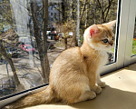 Кошки в Москве: Шотландский вислоухий котенок Мальчик, 22 000 руб. - фото 7