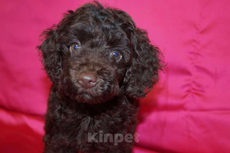 Собаки в Москве: Девочка пуделя- РКФ Девочка, 70 000 руб. - фото 1