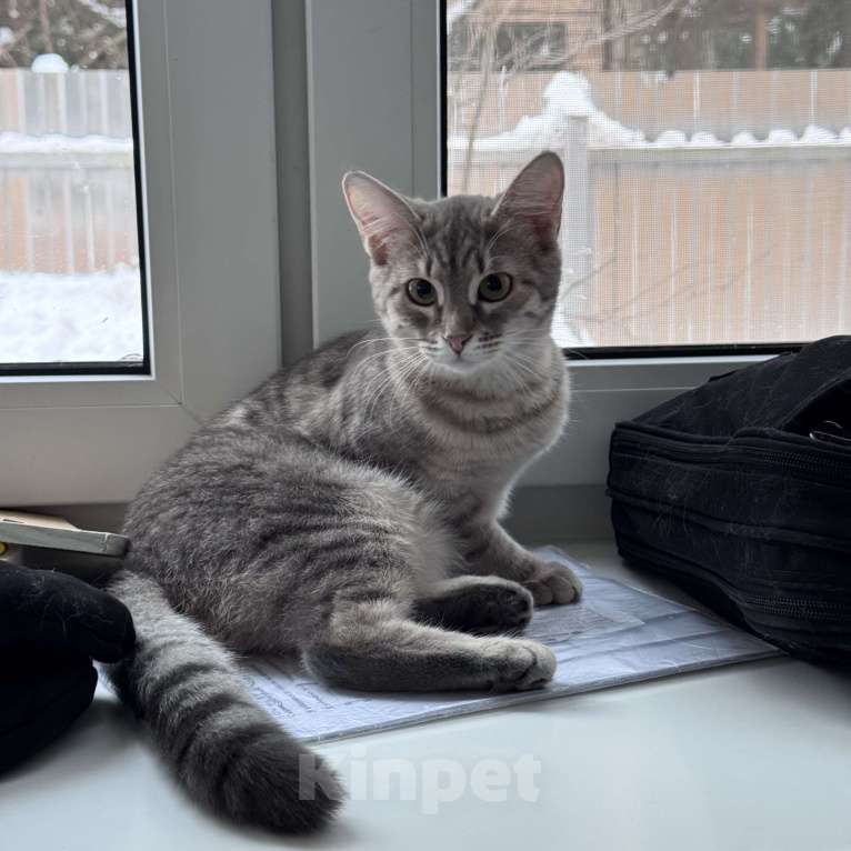 Кошки в Москве: Котенок окраса вискас Девочка, Бесплатно - фото 2