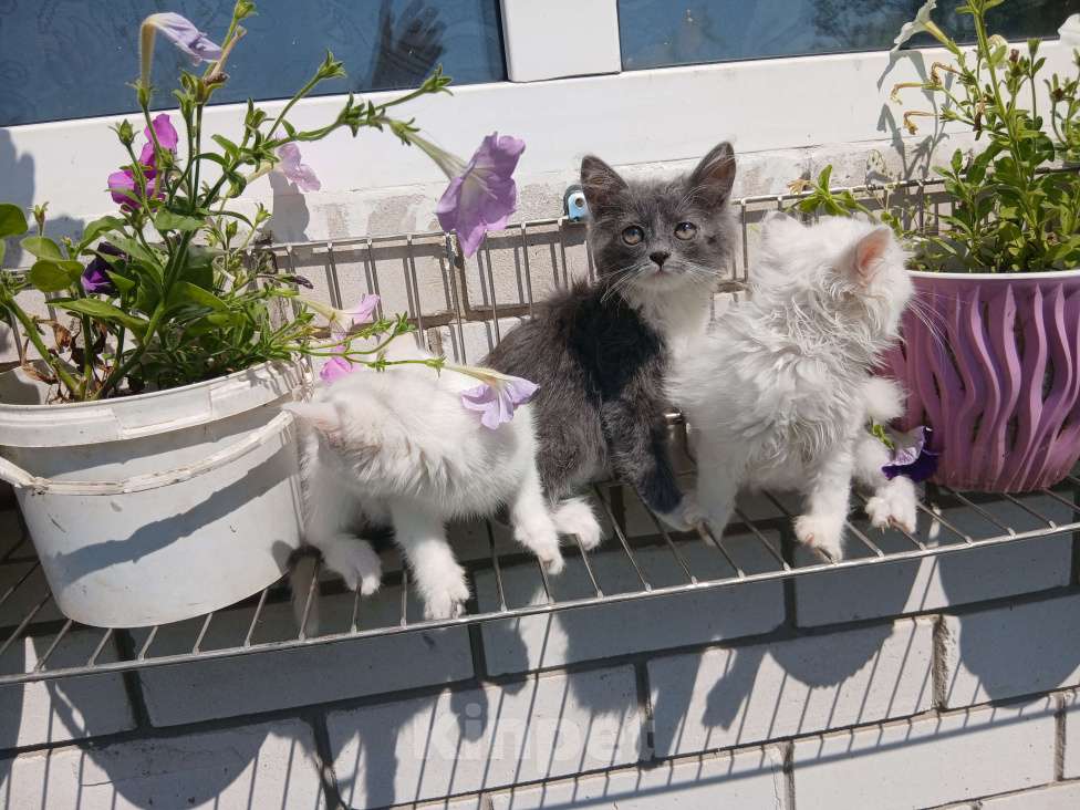 Кошки в Киржаче: Мимишки Девочка, Бесплатно - фото 5