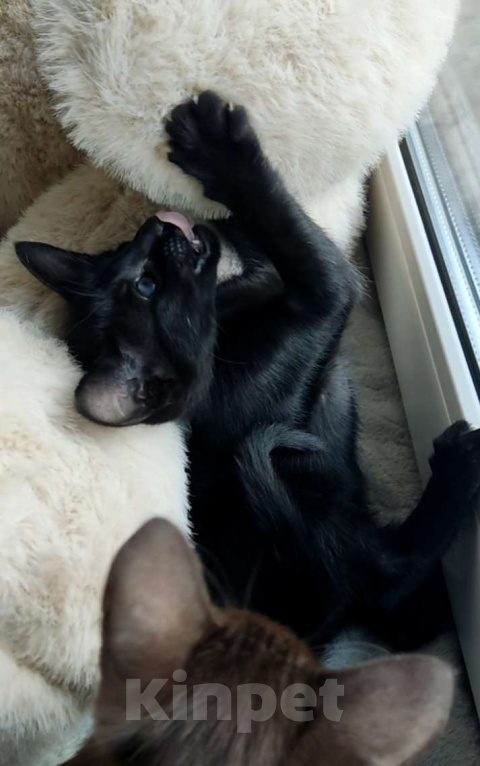 Кошки в Москве: Ориентальные котята, девочки Девочка, 65 000 руб. - фото 6