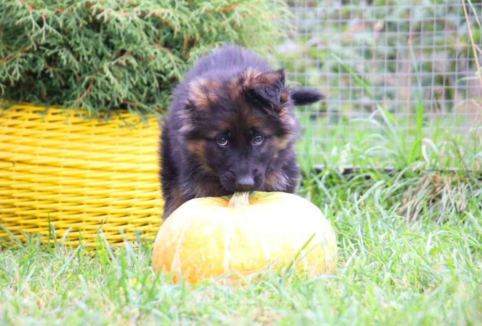 Собаки в других городах Московской области: Щенки Немецкой овчарки РКФ Мальчик, 60 000 руб. - фото 2