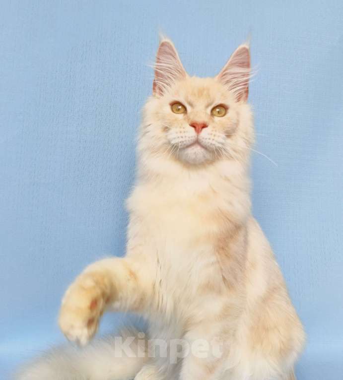 Кошки в Москве: Котёнок Мейн-Кун из питомника Мальчик, 45 000 руб. - фото 6