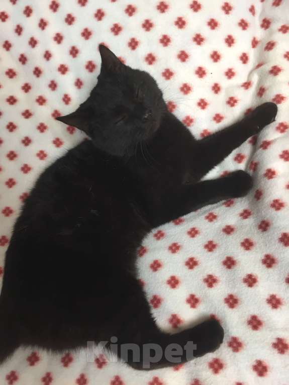 Кошки в Краснодаре: Кошечка в добрые руки Девочка, Бесплатно - фото 8