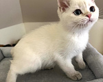 Кошки в Москве: Пойнтовые  синеглазые  шотландские котята Мальчик, 40 000 руб. - фото 4