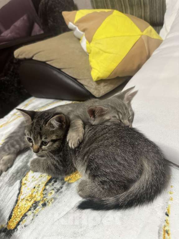 Кошки в Воронеже: Девочка Девочка, 2 000 руб. - фото 2