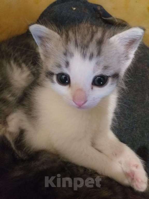 Кошки в Кашире: Котята Мальчик, 1 руб. - фото 1