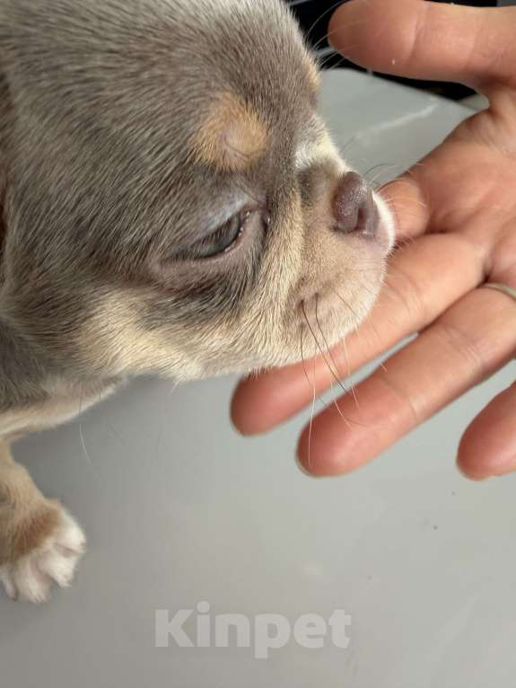 Собаки в Ижевске: Щенок чихуахуа Мальчик, 80 000 руб. - фото 2