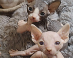 Кошки в Балашихе: 4 пацана Мальчик, Бесплатно - фото 1