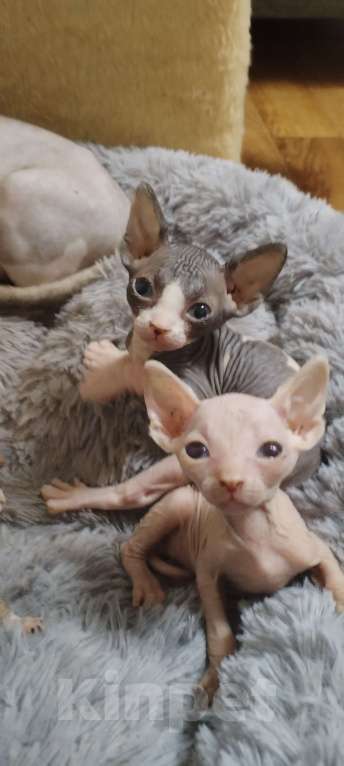 Кошки в Балашихе: 4 пацана Мальчик, Бесплатно - фото 1
