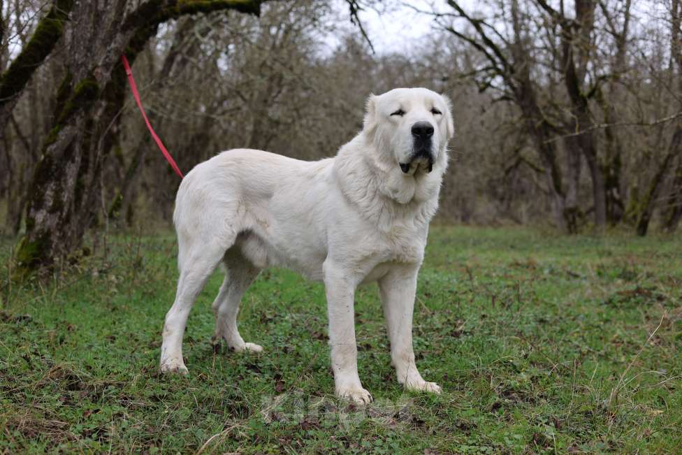Собаки в Краснодаре: Кобель Мальчик, 25 000 руб. - фото 3