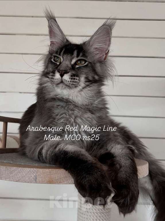 Кошки в Наро-Фоминске: Arabesque .Male.  MCO ns25 .Born 20.11.2024 Мальчик, 100 000 руб. - фото 3
