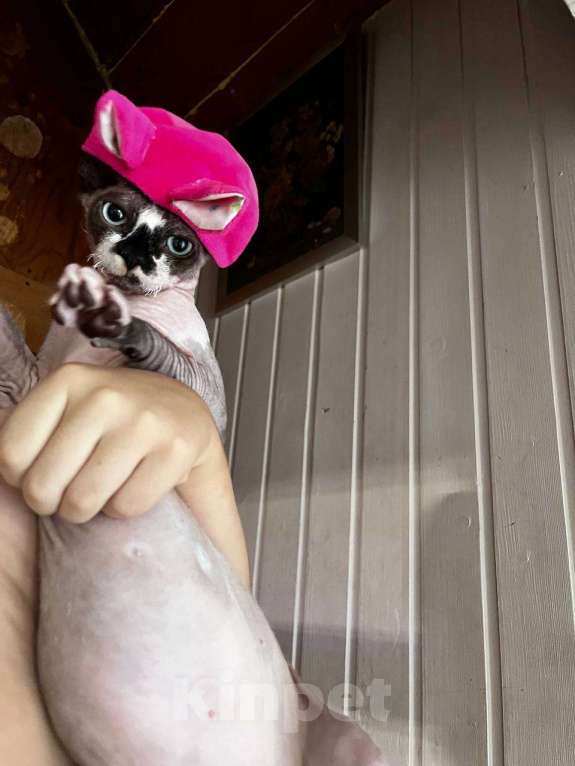 Кошки в Москве: Вязка канадский сфинкс Мальчик, 1 руб. - фото 5