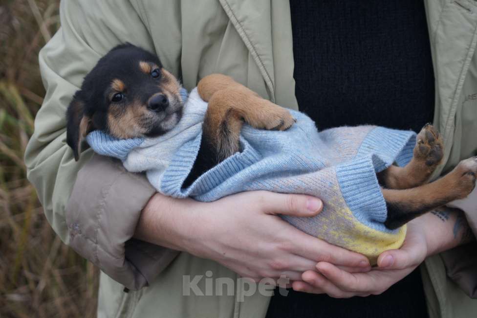 Собаки в Москве: классный щенок девочка ищет срочно дом Девочка, Бесплатно - фото 1