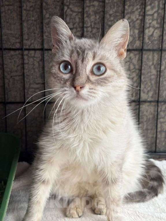 Кошки в Москве: Тайская кошечка в добрые руки Девочка, Бесплатно - фото 2