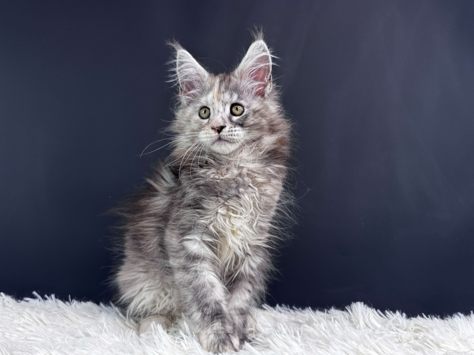 Кошки в Москве: Котенок Мейн Кун Девочка, 60 000 руб. - фото 4