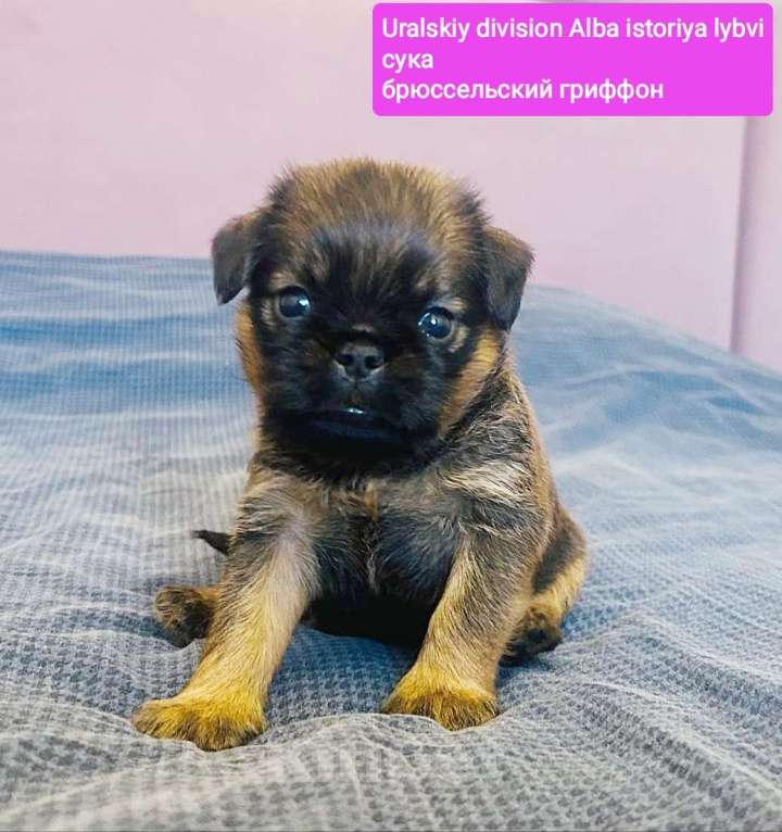 Собаки в Санкт-Петербурге: Девочка брюссельского гриффона Девочка, Бесплатно - фото 2