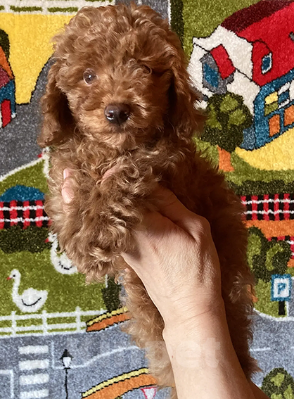 Собаки в Москве: Щенки той-пуделя Мальчик, Бесплатно - фото 6