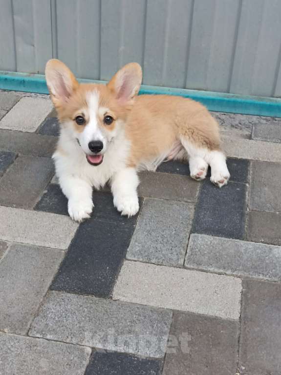 Собаки в других городах Краснодарского края: Вельш корги пемброк  Мальчик, Бесплатно - фото 3