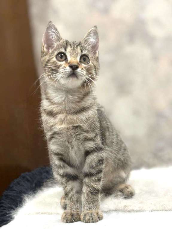 Кошки в Москве: Малыш Микки. Котенок в добрые руки. Мальчик, Бесплатно - фото 7