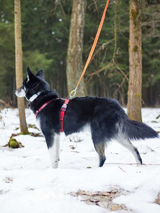 Собаки в Москве: Молодой домашний пес Медор, метис лайки в добрые руки Мальчик, 10 руб. - фото 5