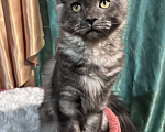 Кошки в Петергофе: Девулечка куночка  Девочка, 40 000 руб. - фото 8
