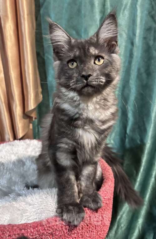 Кошки в Петергофе: Девулечка куночка  Девочка, 40 000 руб. - фото 8