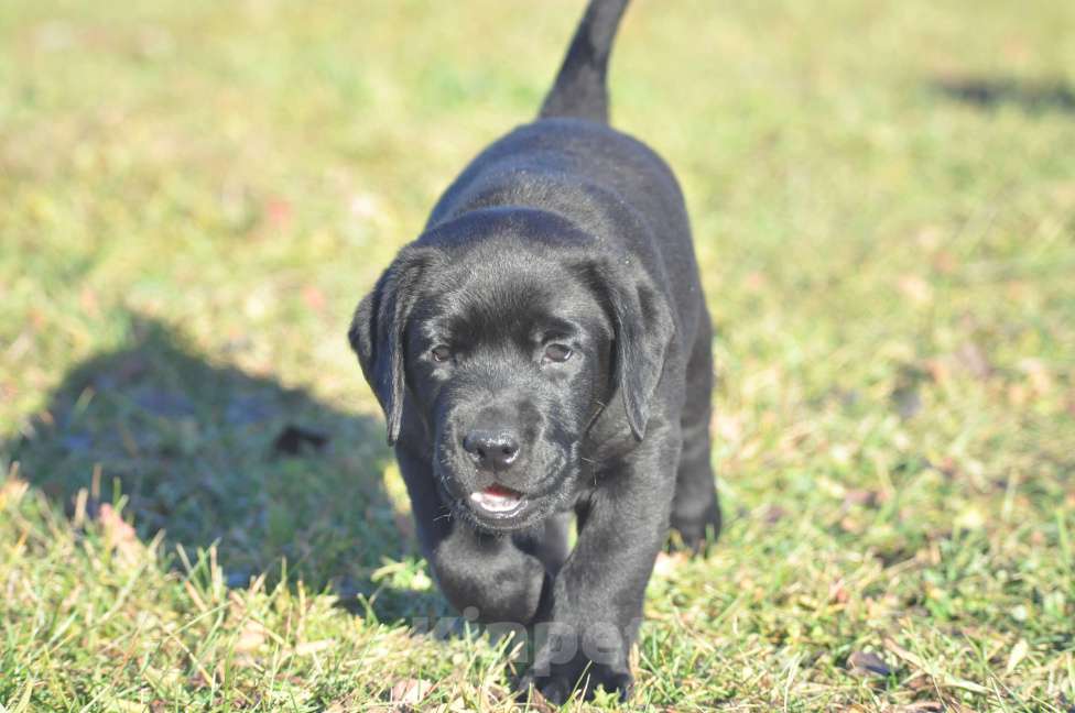 Собаки в Ижевске: Щенки лабрадора ретривера! Мальчик, 60 000 руб. - фото 10