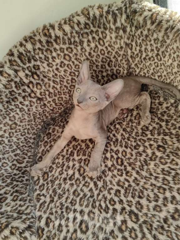 Кошки в Смоленске: Бархатные котята Девочка, 35 000 руб. - фото 2