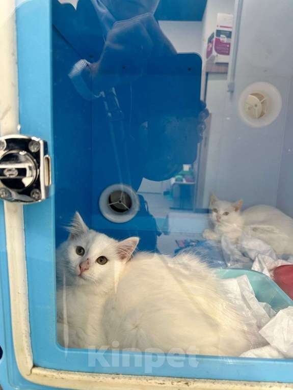 Кошки в Санкт-Петербурге: Ищем добрые руки трём беленьким котятам (двум мальчикам Снежку и Беляшу и одной девочке Белке) Мальчик, Бесплатно - фото 1