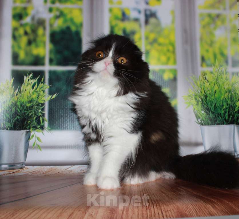 Кошки в Санкт-Петербурге: Шотландская вислоухая  Девочка, Бесплатно - фото 2