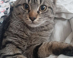 Кошки в Люберцах: котик Мальчик, Бесплатно - фото 1