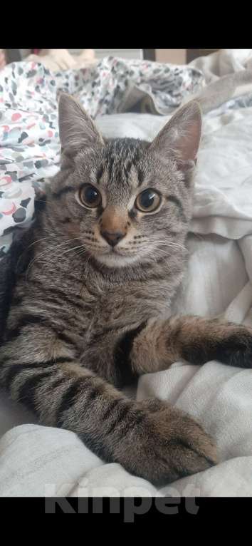 Кошки в Люберцах: котик Мальчик, Бесплатно - фото 1