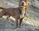 Собаки в Тюмени: Вязка !!!, 1 000 руб. - фото 6