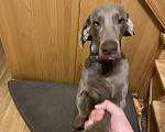 Собаки в Рузе: Отдам кобеля в добрые руки Мальчик, Бесплатно - фото 1